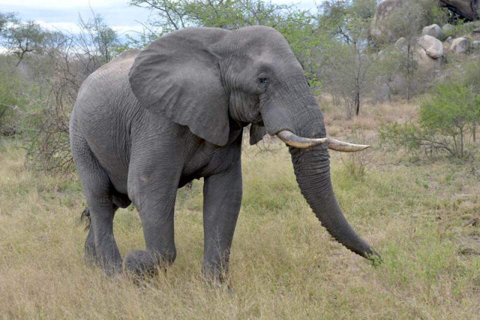 African forest elephant now critically endangered | African News Agency